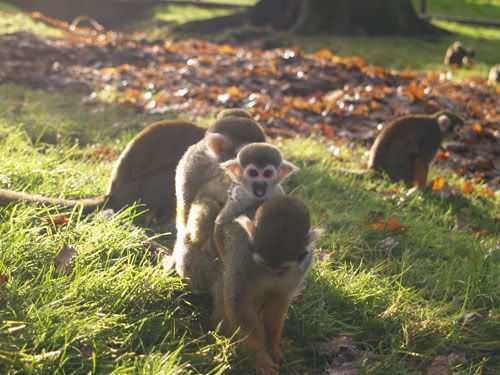 monkey2.jpg