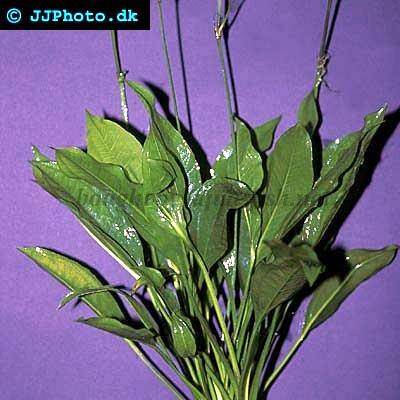 echinodorus-bleheri.jpg