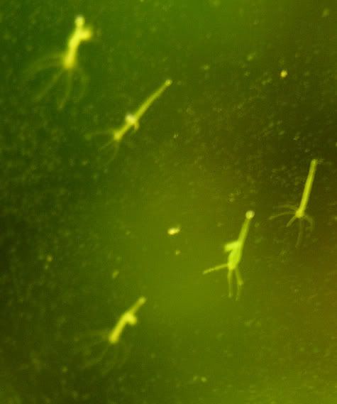 hydra.jpg