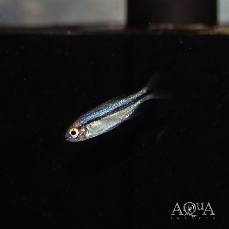 www.aqua-imports.com