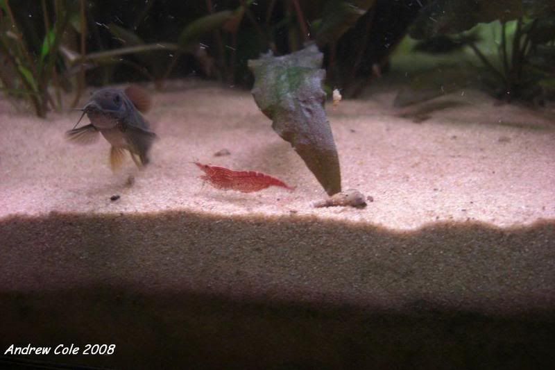 newcoryshrimp.jpg