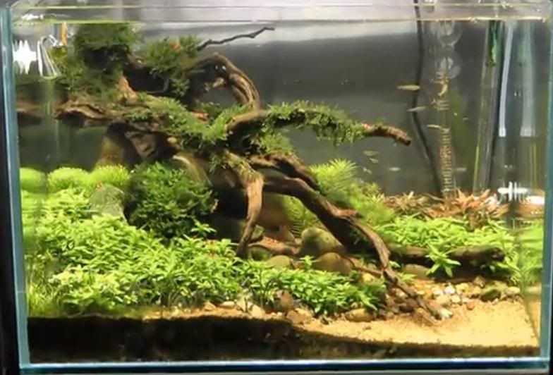 branch.jpg