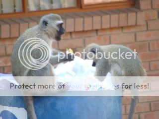 Monkeys041.jpg