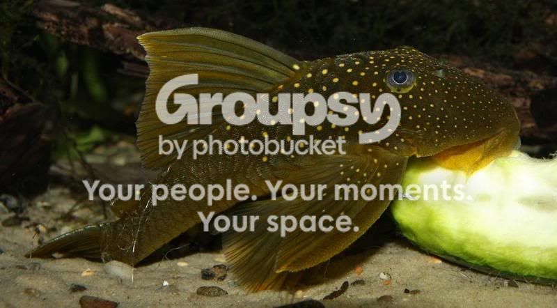 catfish.jpg