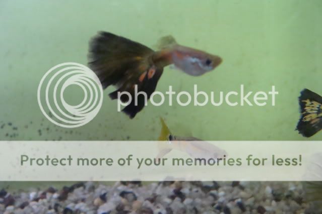 newfish079.jpg