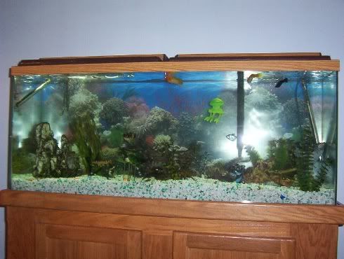 pic1tank.jpg