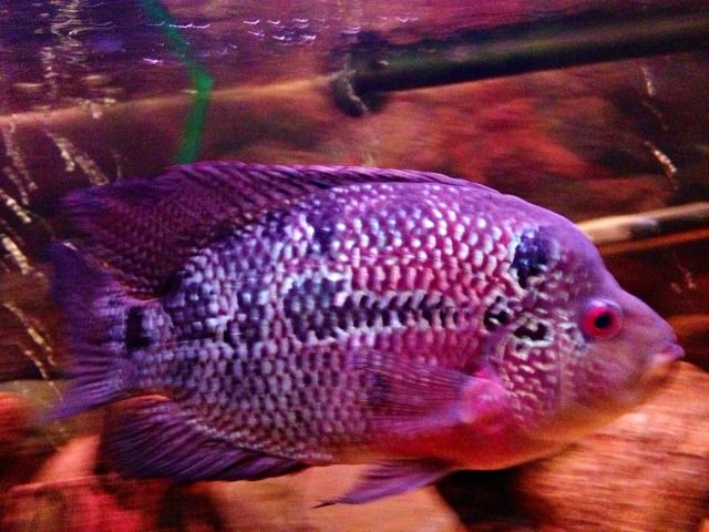 flowerhorn_zpse0a4982f.jpg
