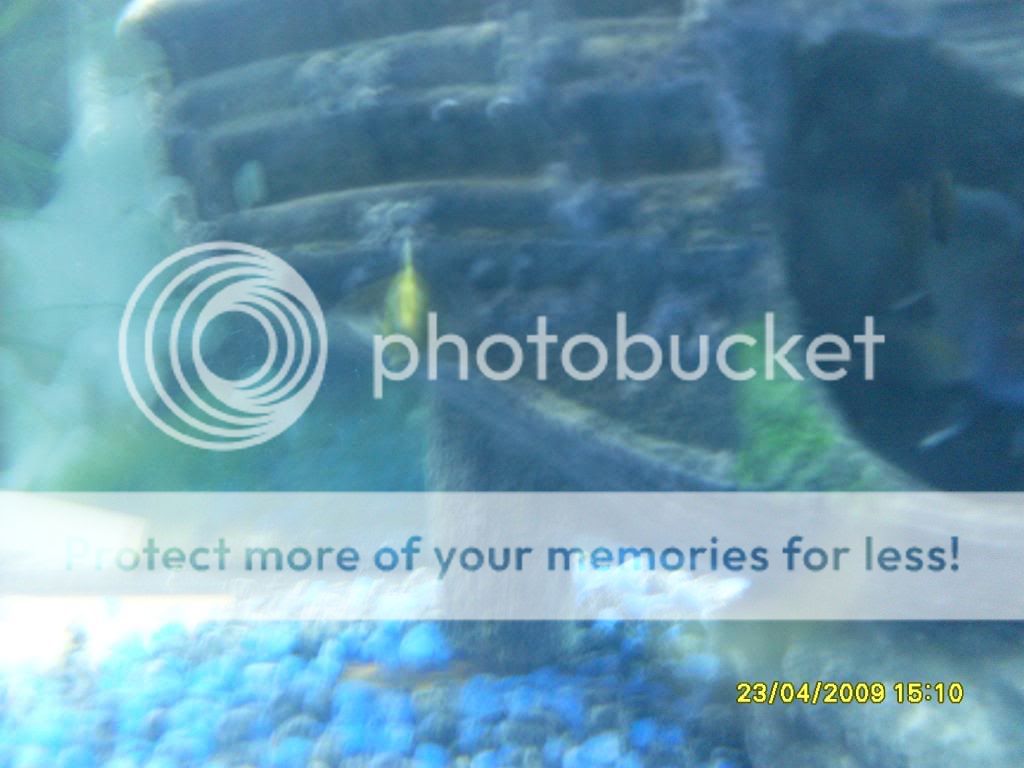 mycichlids001.jpg