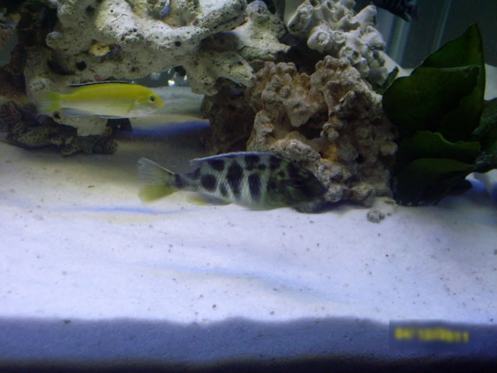 Venustus.jpg