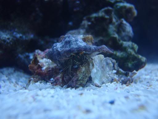 crab.jpg