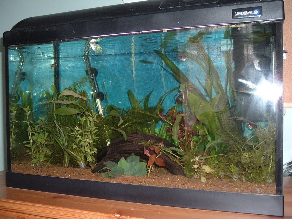 fishtsanknewgravel009.jpg