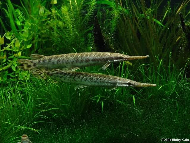 Garinplantedtank1.jpg