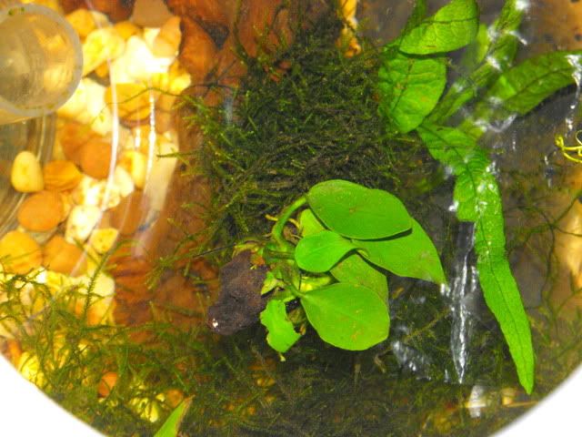 2010_0502fishtank0009.jpg