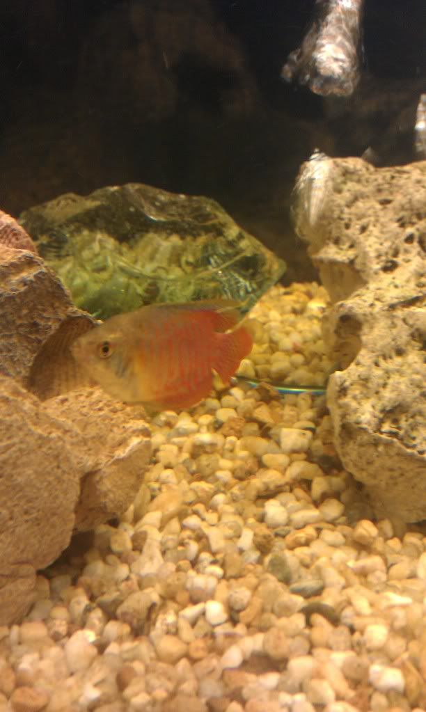 DwarfGourami.jpg