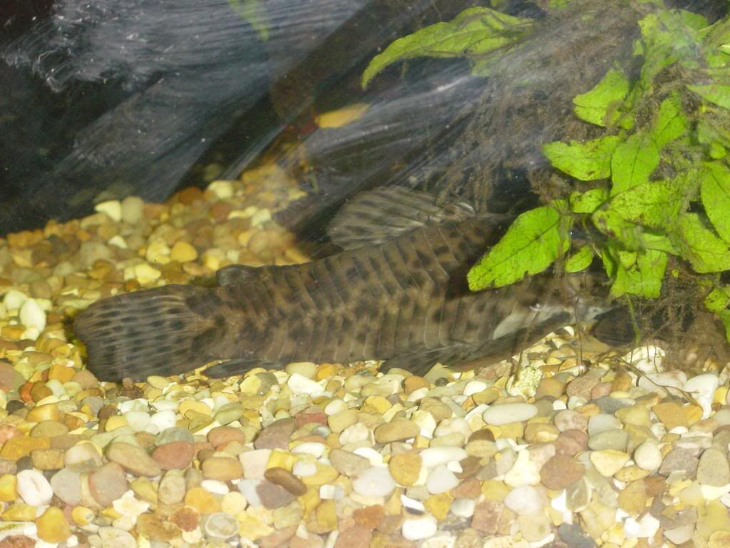 Hoplosternum_zps42494122.jpg