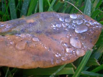 leaf.jpg