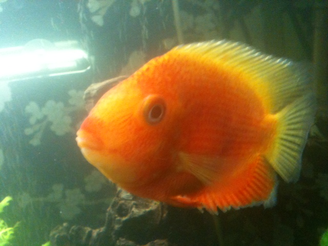 redspottedseverum2.png