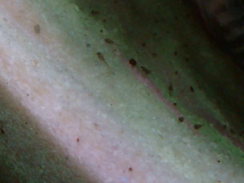 babies006.jpg