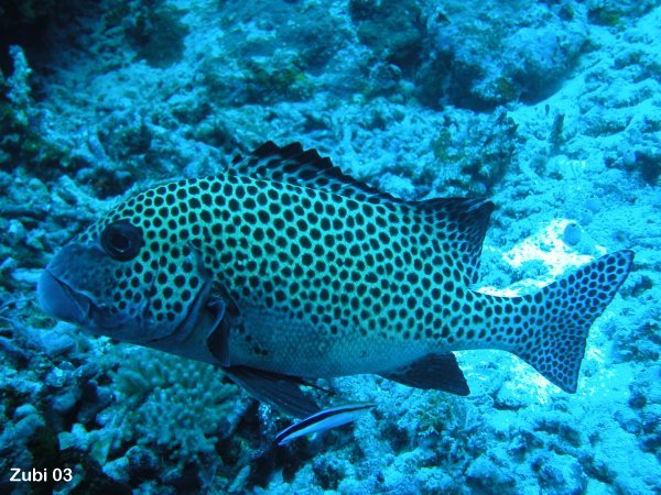 Plectorhinchus-chaetodonoides.jpg