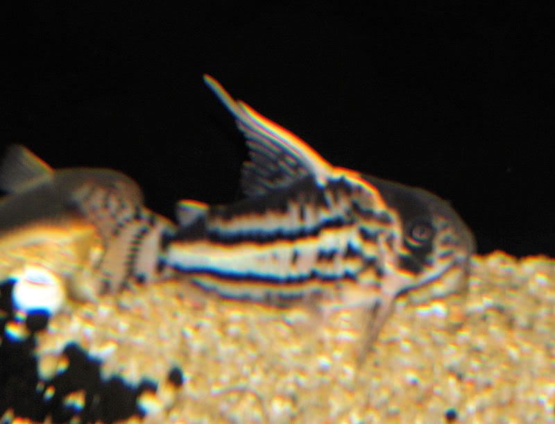 P4100988--Gift6.jpg