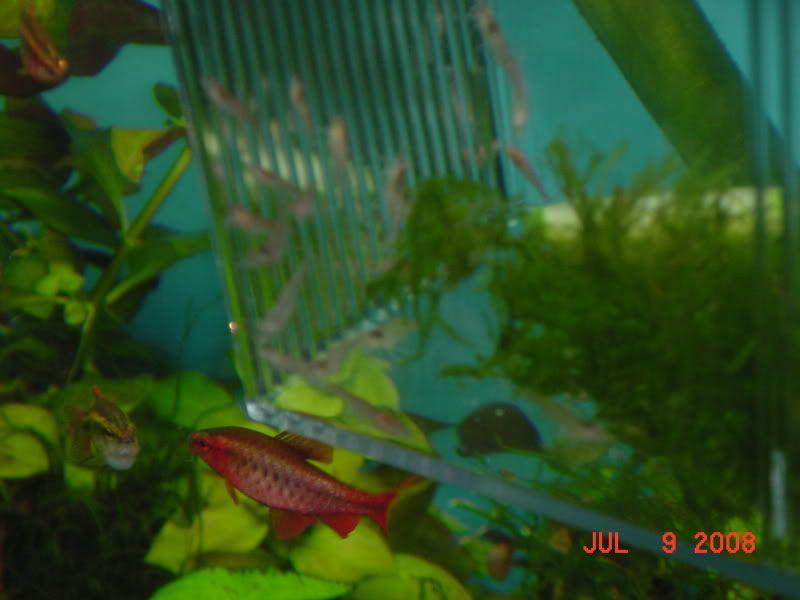 fish176.jpg