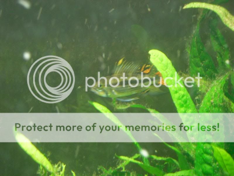 Fish3021.jpg