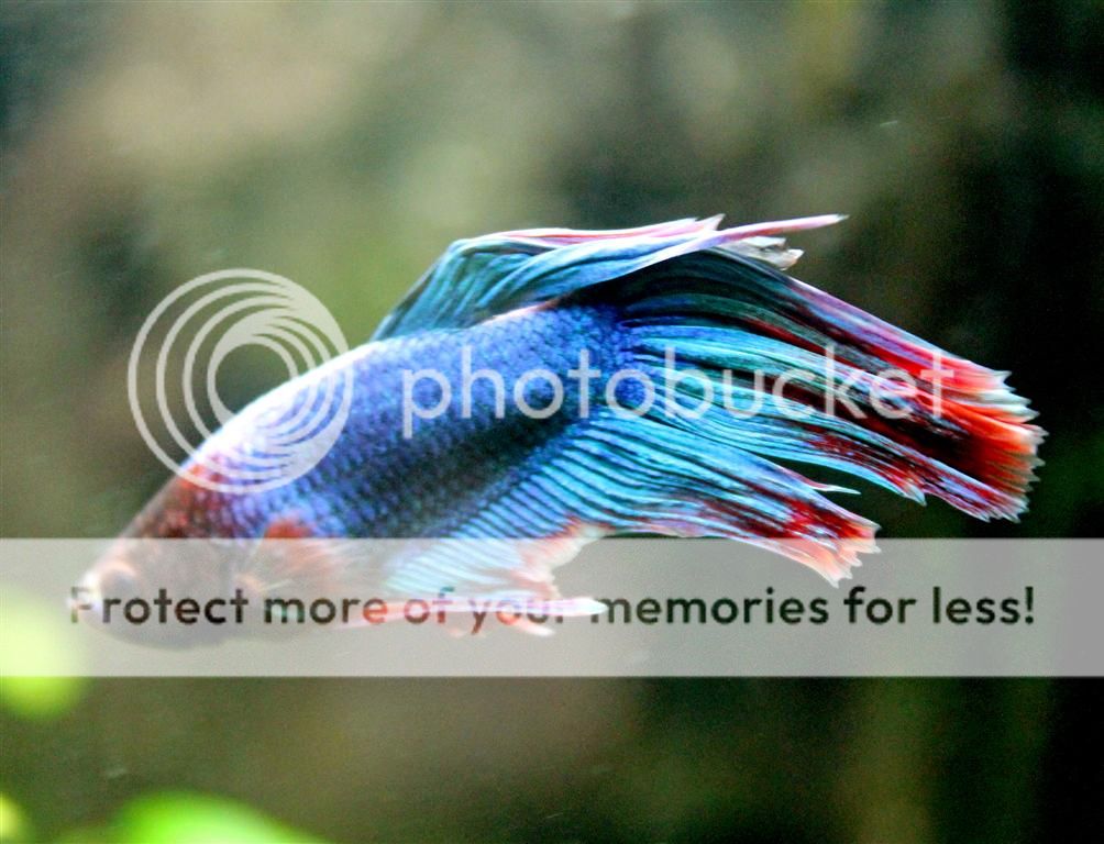 IMG_1234bMedium_zps3d0bbc4d.jpg