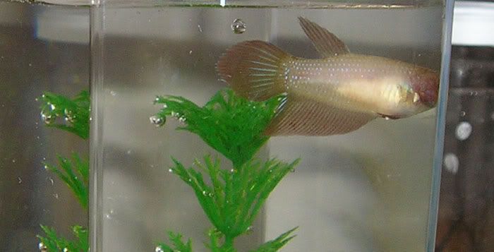 1f.jpg