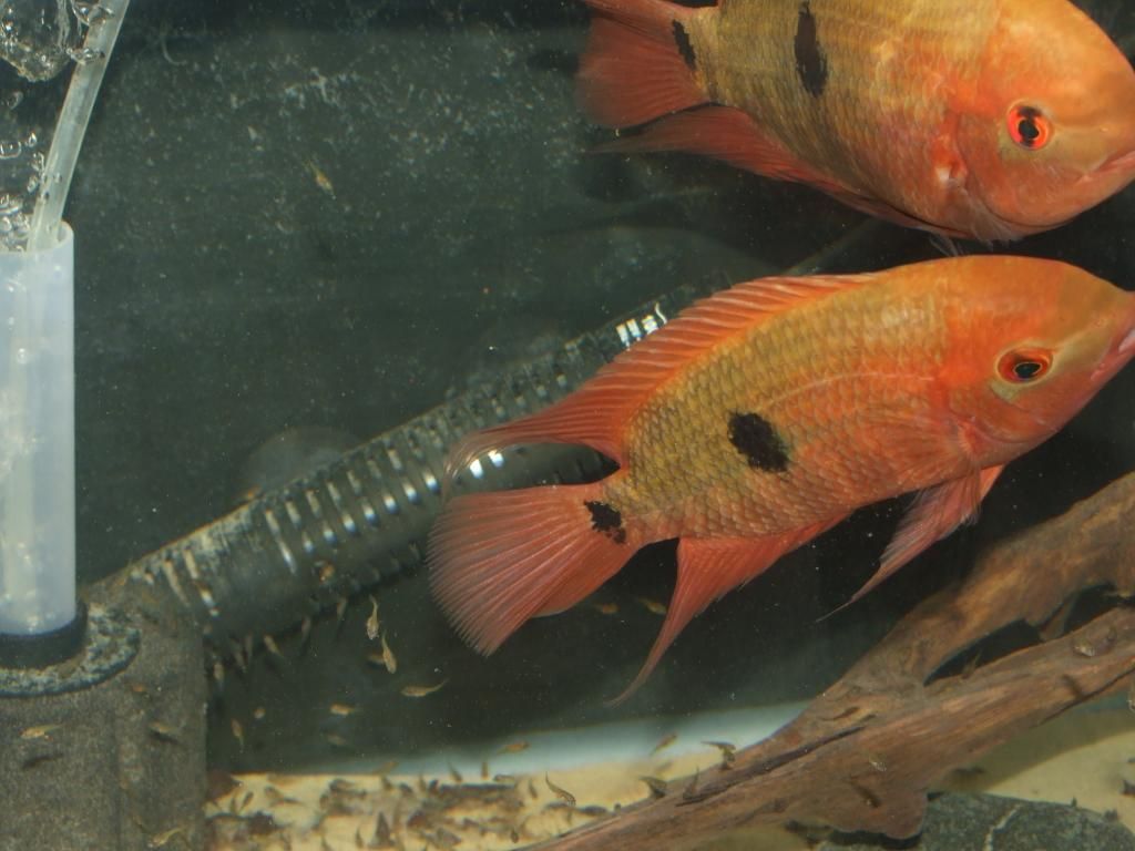 DSCF0600.jpg