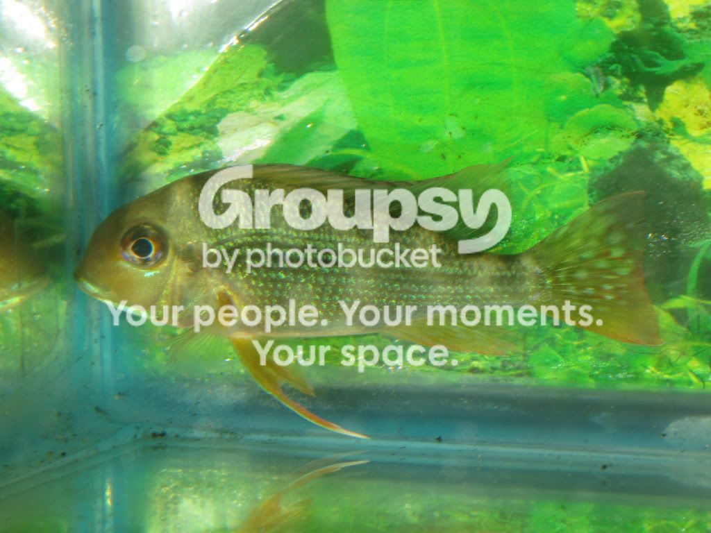 SpringFishExpo10027.jpg