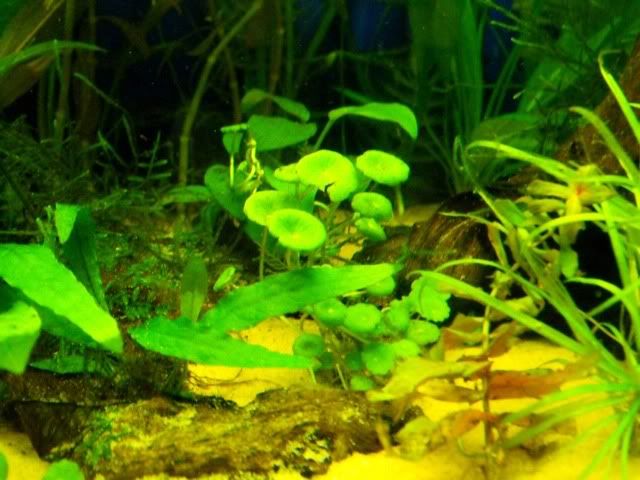 2010_0908fish0006.jpg