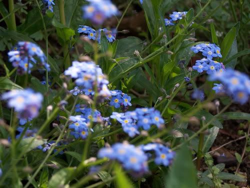 forgetmenots.jpg