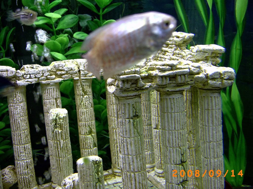 CopyofPICT0052.jpg