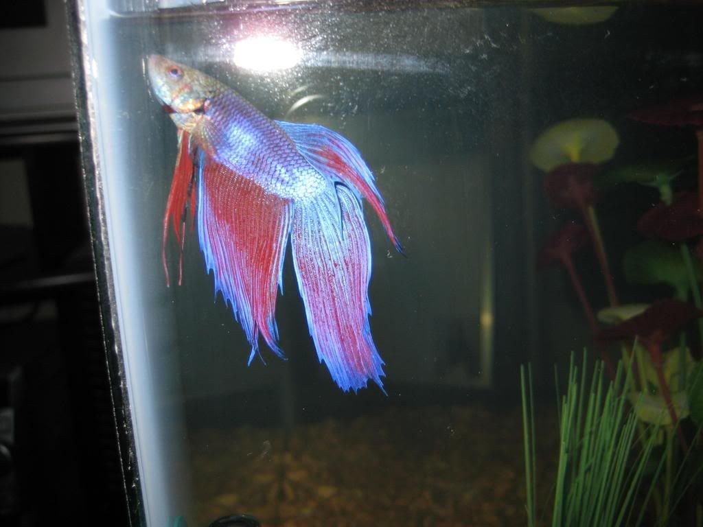 fish2.jpg