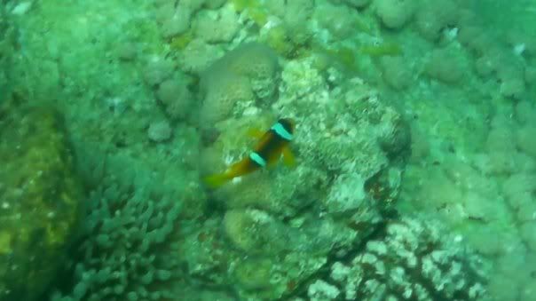 fish15.jpg