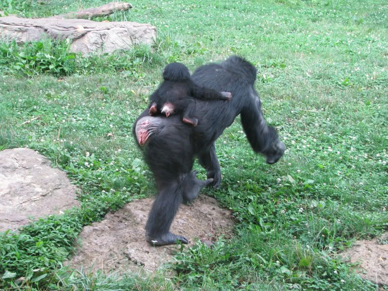 Chimpanzeemomandbaby.jpg