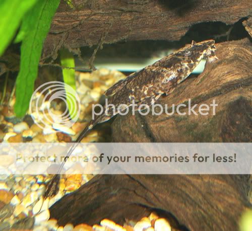 040307whiptail1.jpg