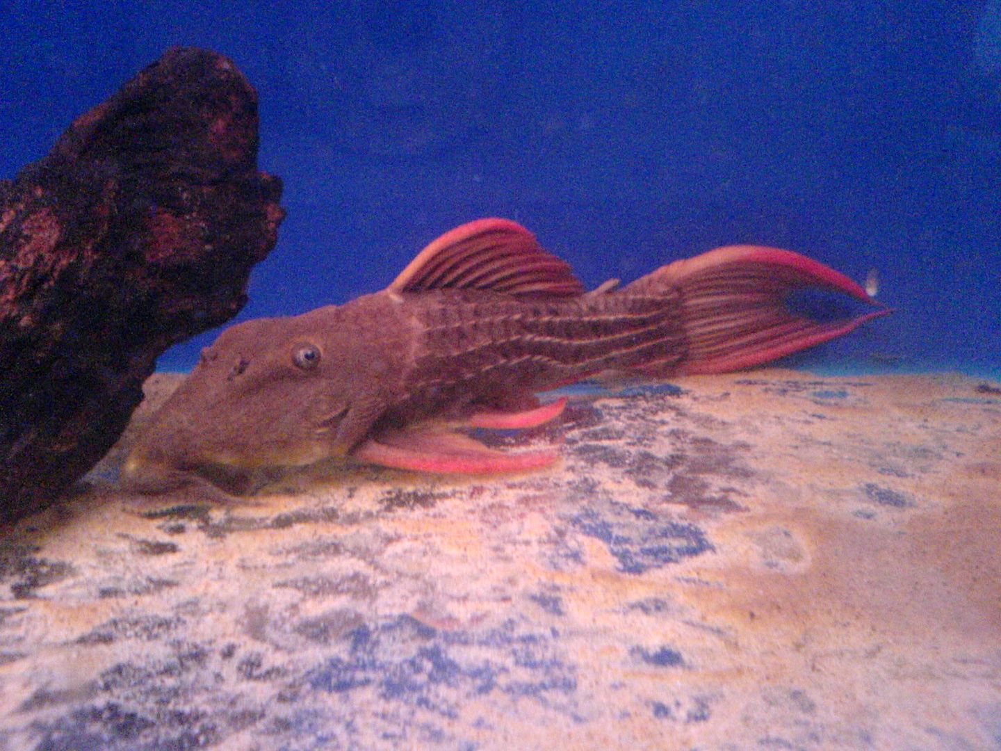 plec45632.jpg
