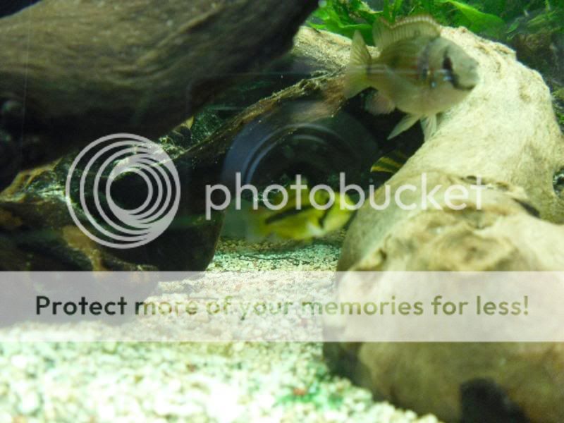 fishtanksept027.jpg