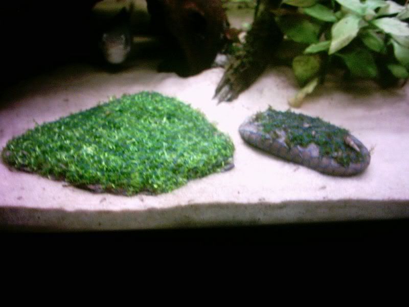 RicciaPellia.jpg