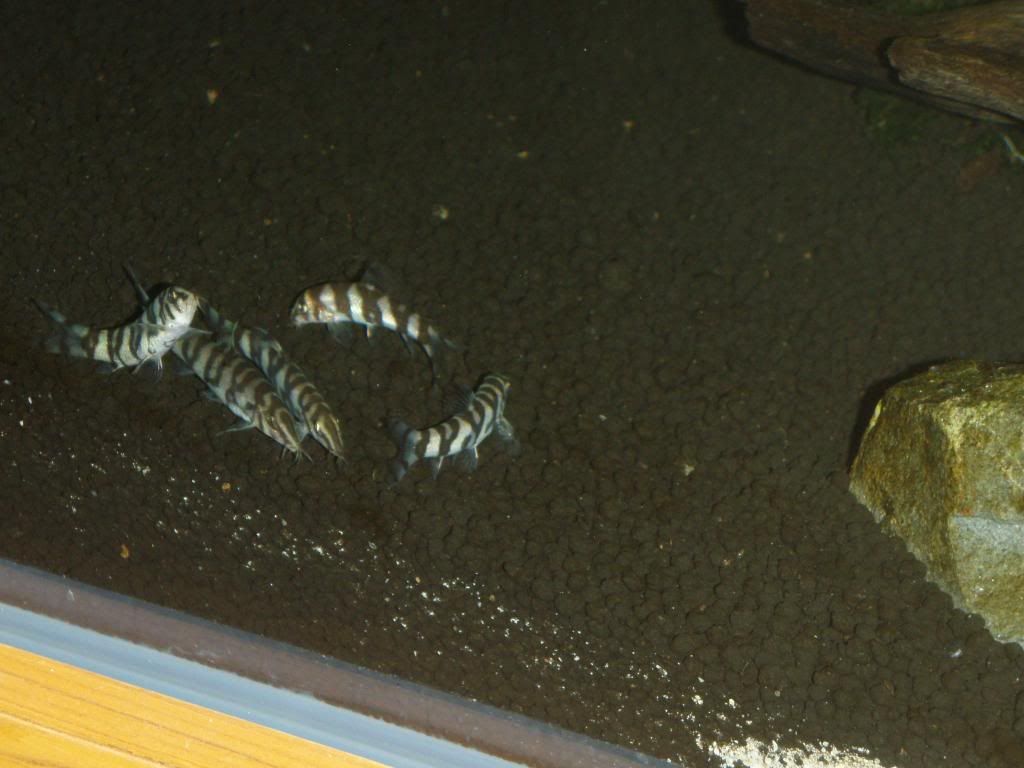 PB240287_zps88130b43.jpg