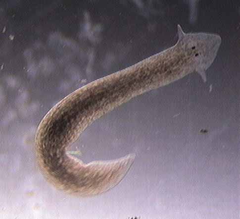 planaria.jpg