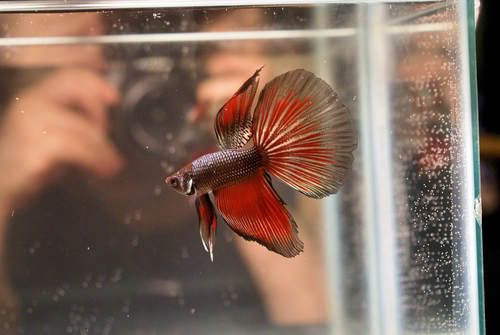 betta1.jpg