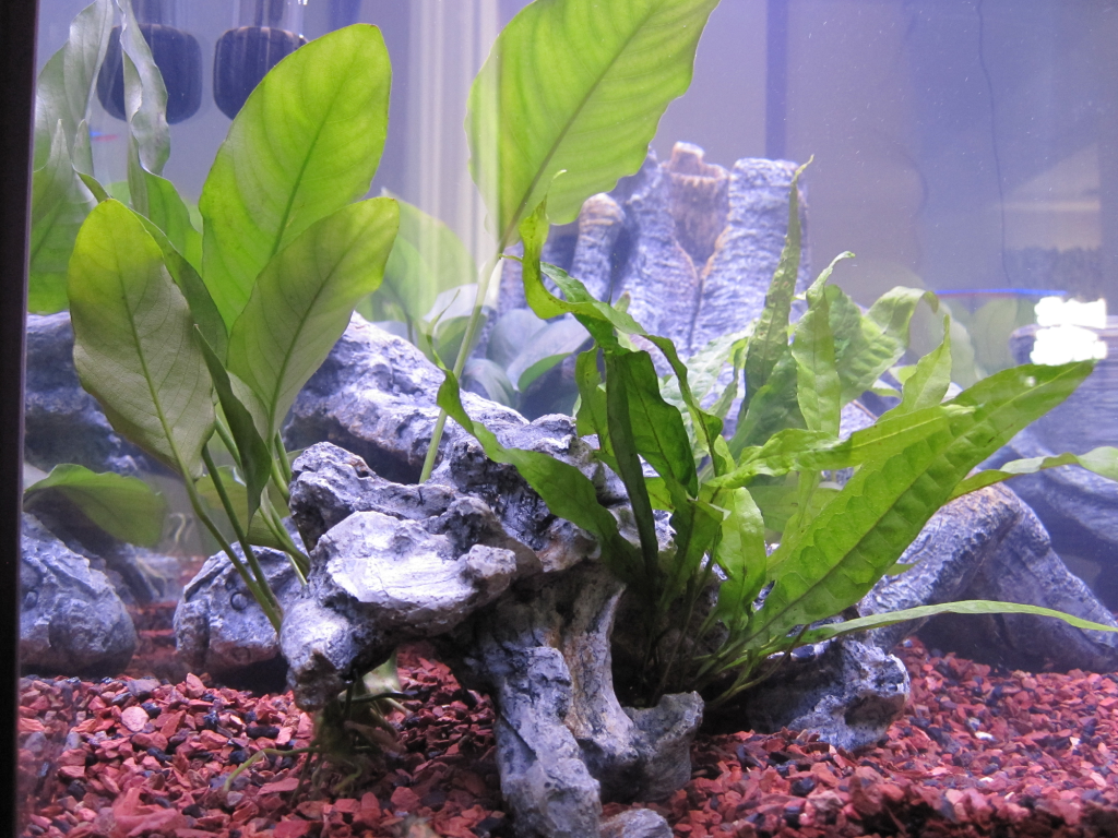 Plants.png