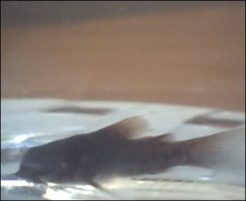 Cam00010-2.jpg