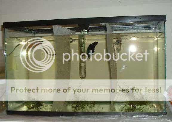 bathroombettas1004.jpg