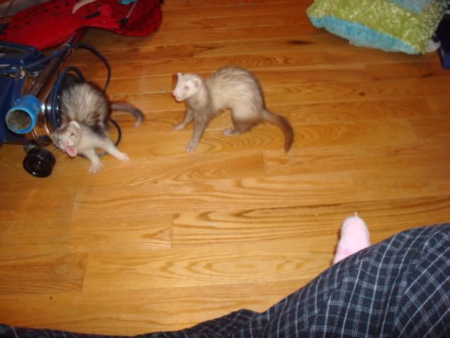ferrets010.jpg