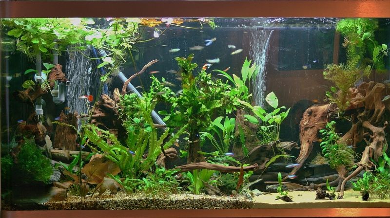 newfishtank026-1.jpg