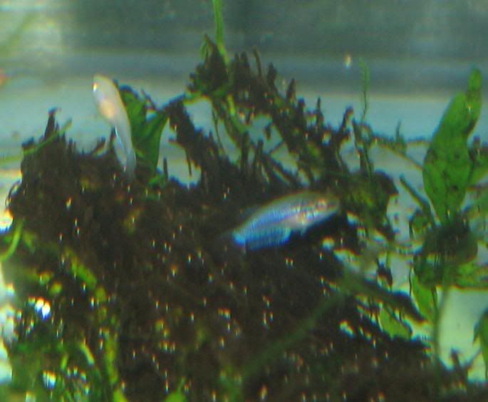 Fish153.jpg