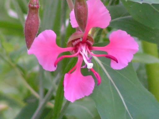 prettyflower.jpg